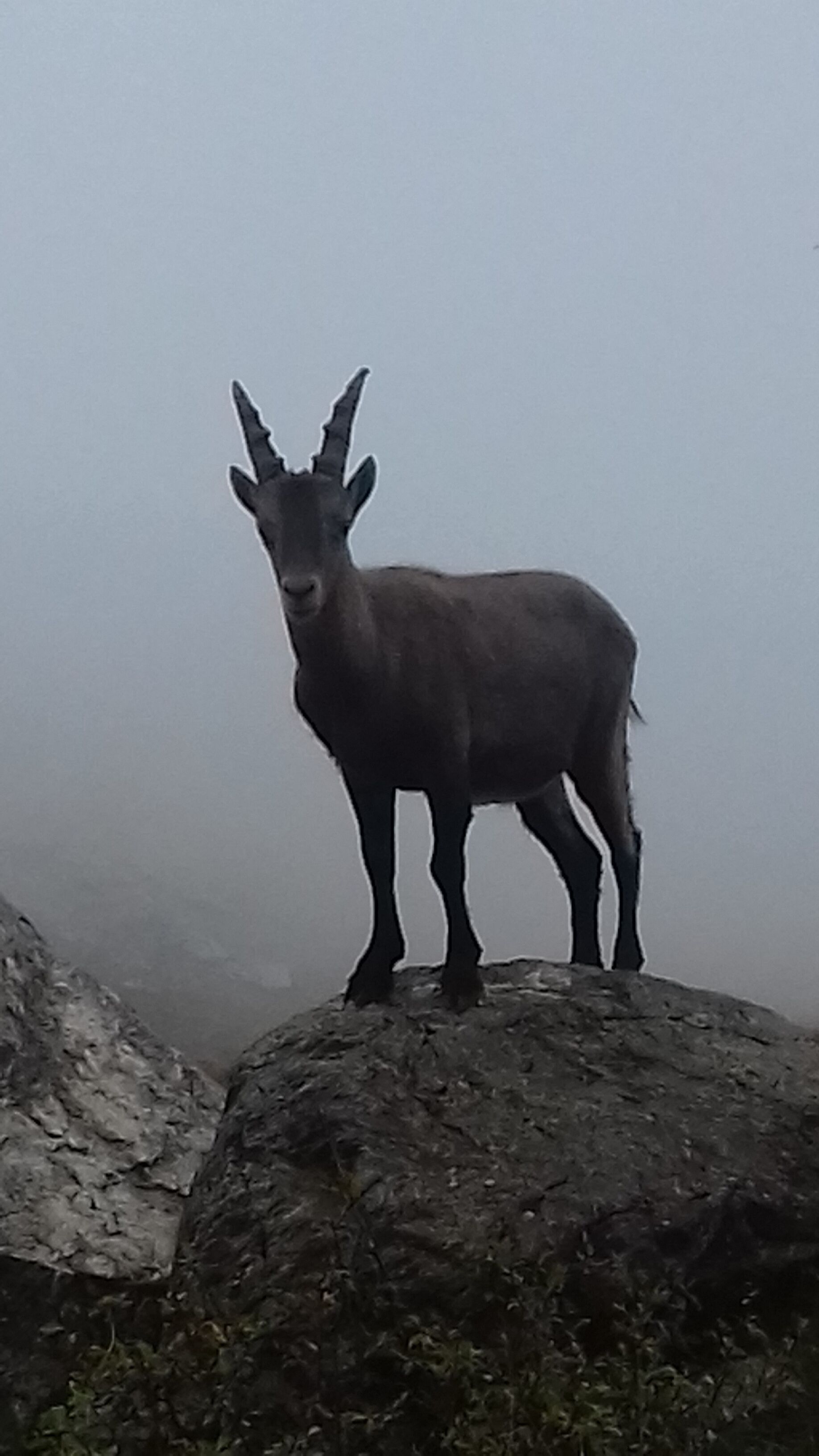 Une chèvre se tient sur une surface rocheuse.