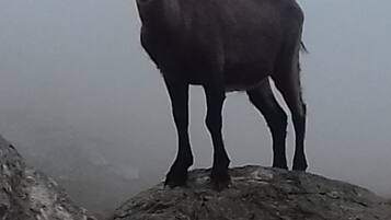 Une chèvre se tient sur une surface rocheuse.