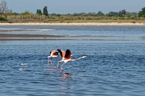 Beach nearby - Panoramic sea and pond view not overlooked. (Mauguio)