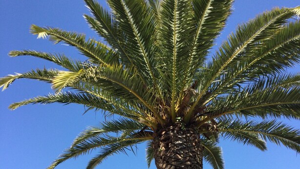 A modern house with a stone facade, a large palm tree in front, and a clear blue sky. - 30m from the beach, air-conditioned house, sea view, enclosed garden, ideal for families (Saint-Raphaël)