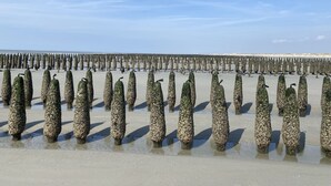 Una playa con numerosos objetos cilíndricos dispuestos en filas.