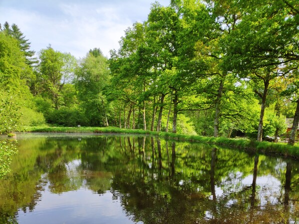 Ein friedlicher Teich, umgeben von üppigem Grün und Bäumen.