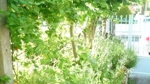 A lush green garden with dense foliage and a metal gate in the background. - PIGEONNIER BEACH 5 'ON FOOT; BEACH DE PONTAILLAC 8 'all on foot (Royan)