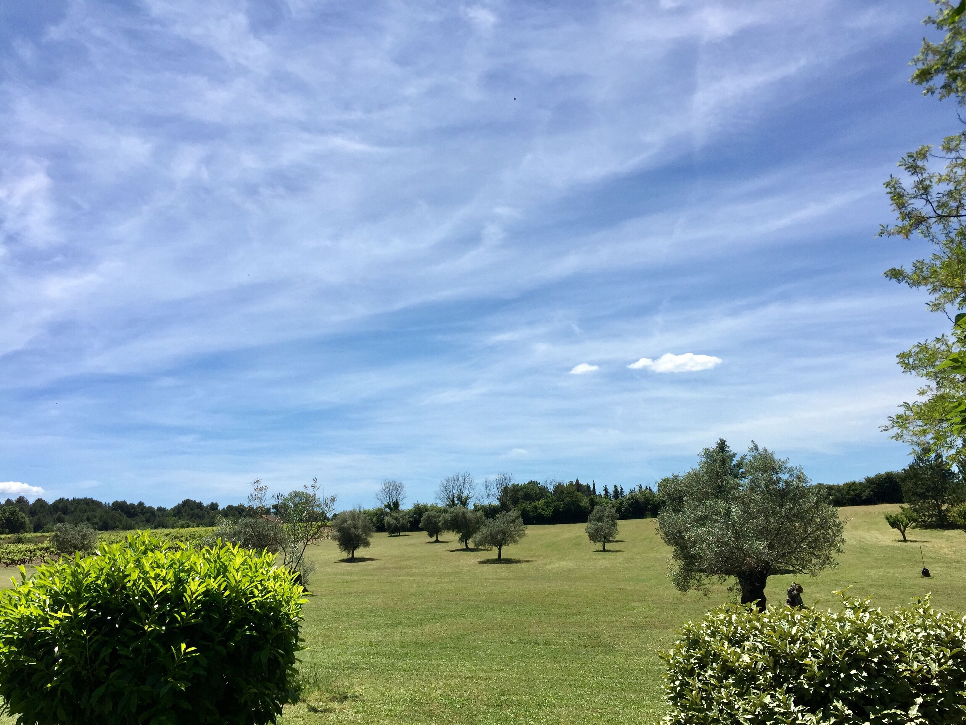 Un champ verdoyant parsemé d’arbres, sous un ciel dégagé.