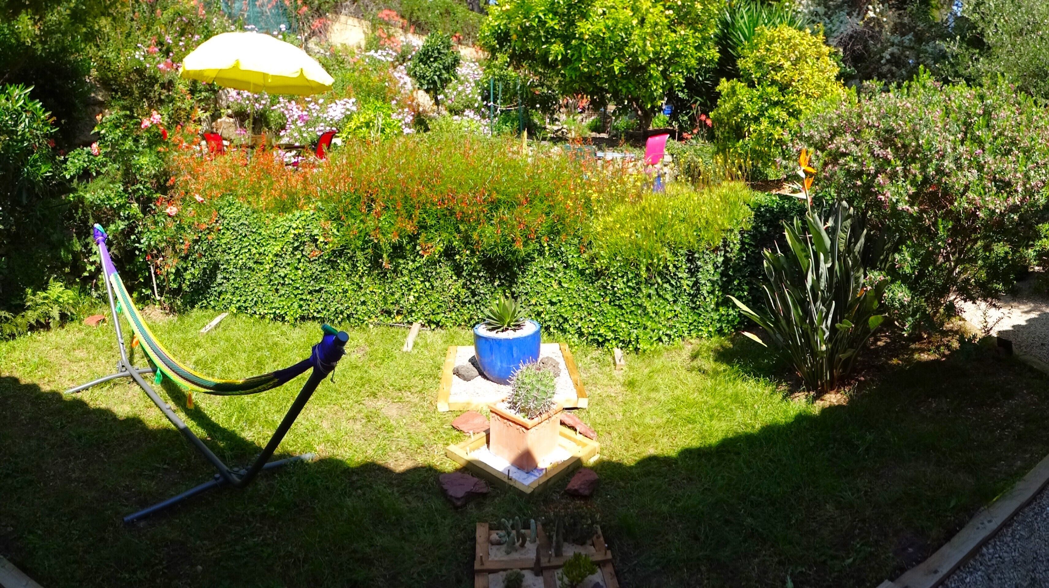 Un jardin avec un hamac, une plante en pot et une petite table.