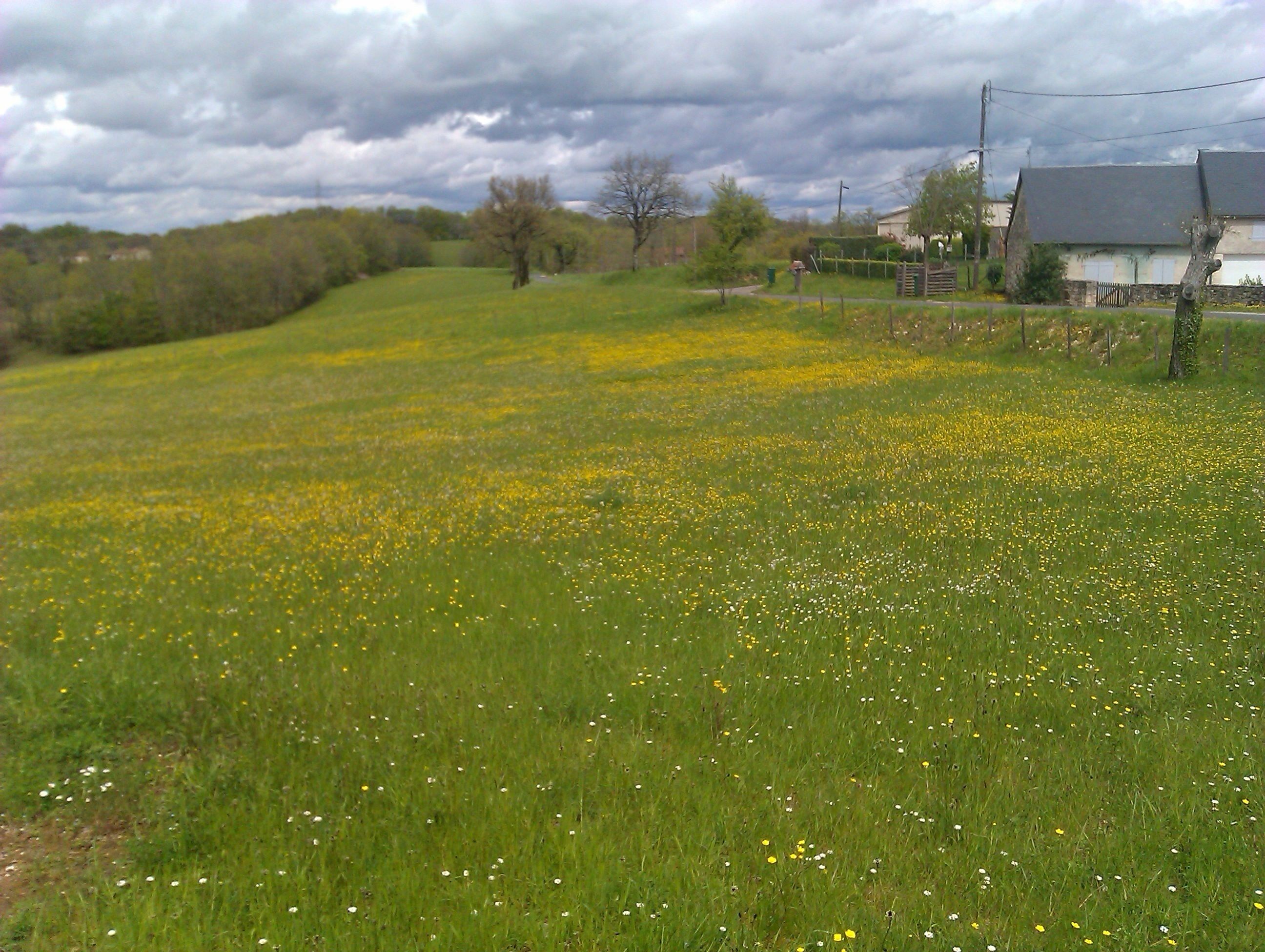 Un champ verdoyant parsemé de fleurs jaunes, avec une maison en arrière-plan.