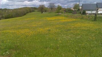 Un champ verdoyant parsemé de fleurs jaunes, avec une maison en arrière-plan.
