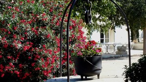 Ein Betonpflanzgefäß mit einem schwarzen Blumentopf, der Blumen, eine Metallskulptur und einen Garten mit roten Blüten enthält.