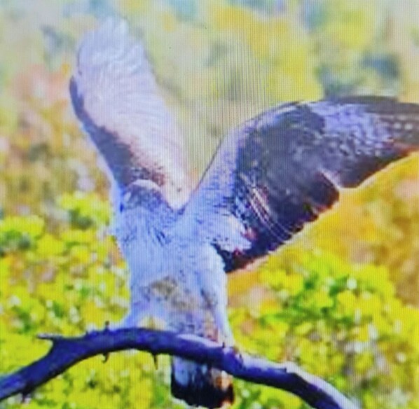 A bird perched on a branch.