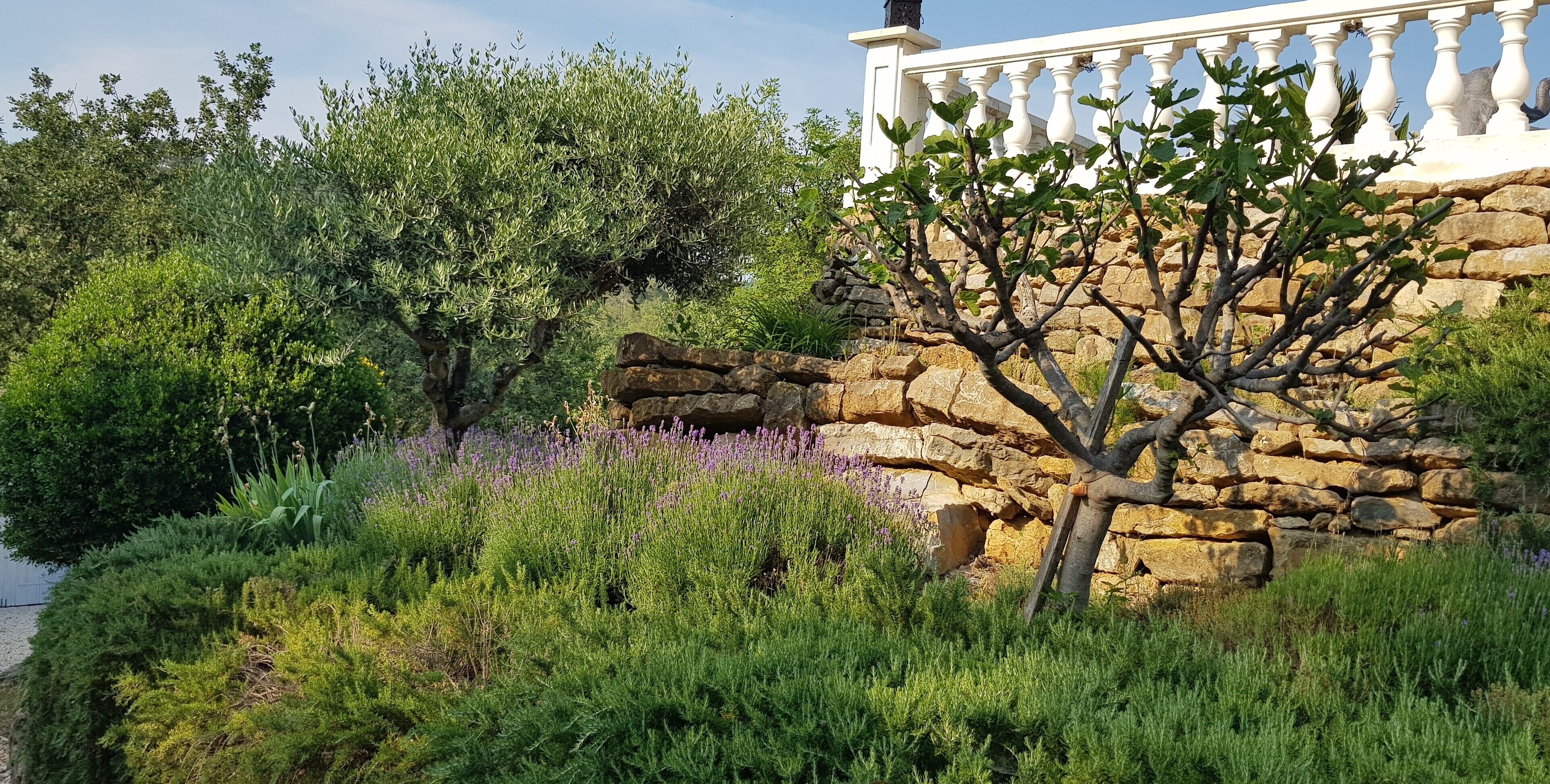 Un jardín con diversas plantas y un muro de piedra.