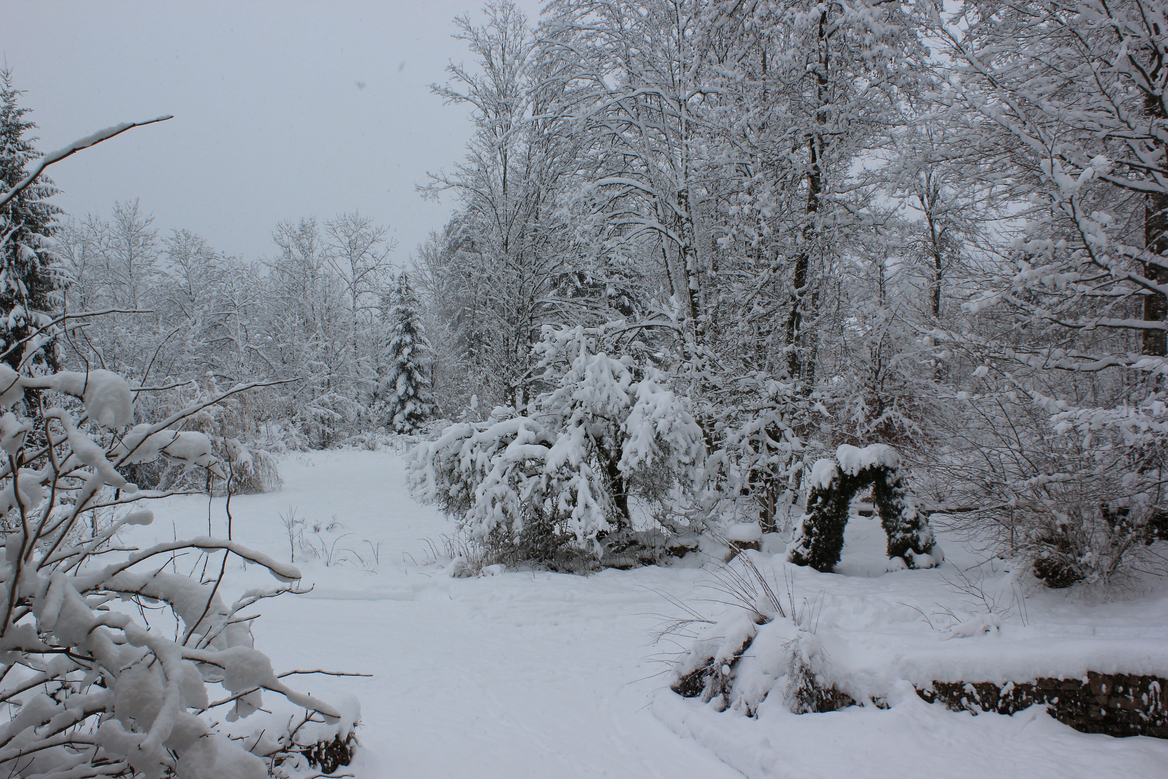 A snowy forest scene with dense trees and a snow-covered path.