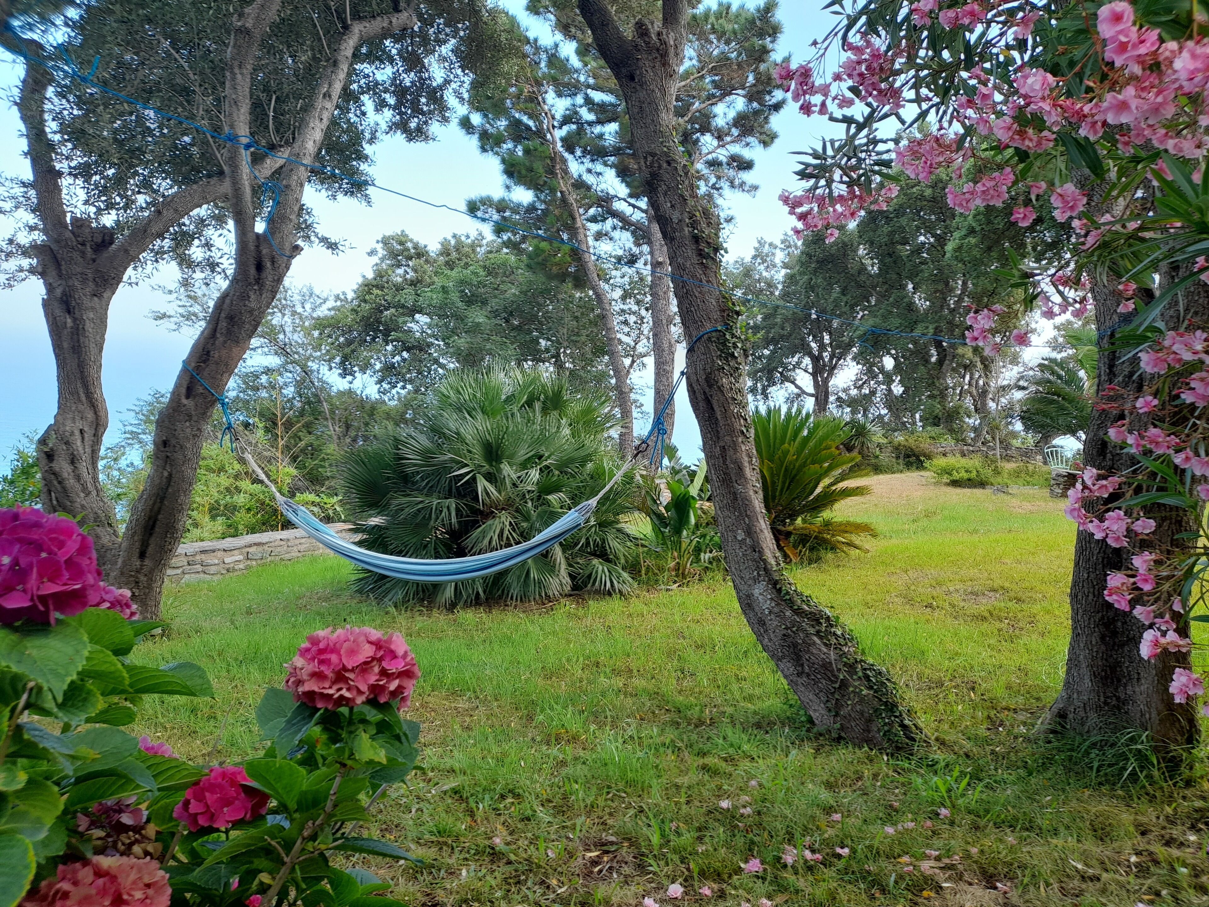 Una hamaca entre árboles en un área con césped, flores rosadas y cielo despejado.