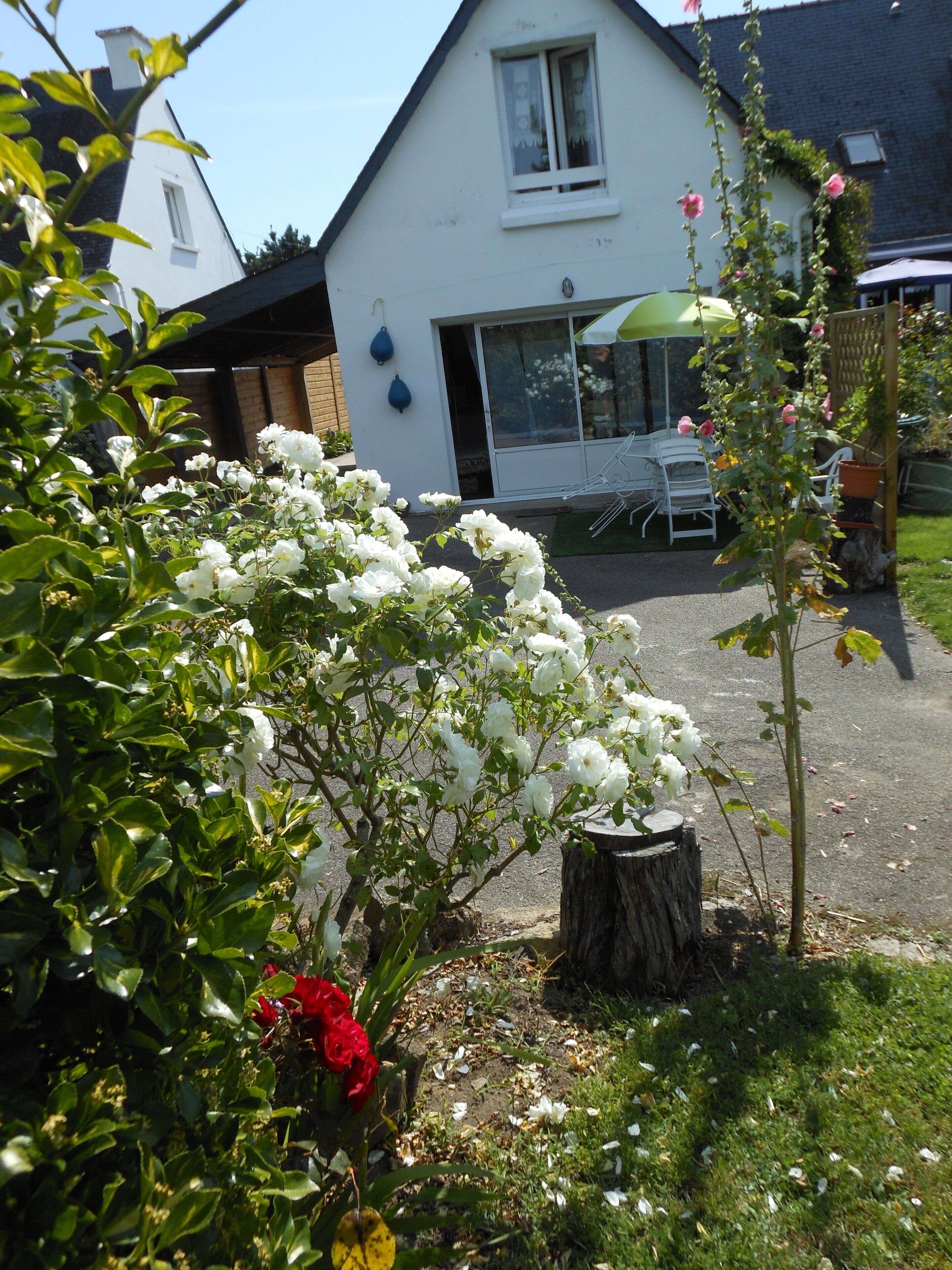 Ein Garten mit weißen Blumen und einer roten Tulpe, einem hölzernen Baumstumpf sowie einem weißen Haus mit Fenster und Tür.
