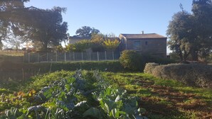 A garden with leafy vegetables, a fenced area, and a building with a tiled roof. - Independent MAS in the middle of vineyards in St Pons de Mauchiens, 10 km from Pézenas (Saint-Pons-De-Mauchiens)