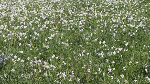Un champ de fleurs blanches sur une colline, avec une maison et des arbres en arrière-plan.