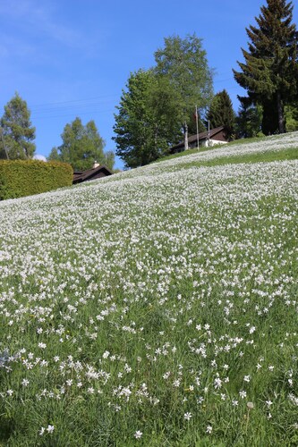BLONAY - Terrace above Lake Geneva with view of the Savoyardess Alps