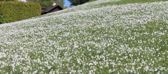 BLONAY - Terrace above Lake Geneva with view of the Savoyardess Alps