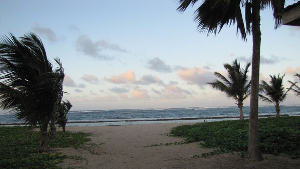 Ein Strand mit Palmen und Blick aufs Meer.