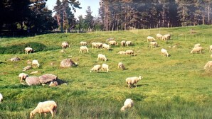 Ein grasbewachsenes Feld mit weidenden Schafen, umgeben von Bäumen und einem Zaun.