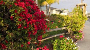 A garden with red and pink flowers, a wooden pergola, and a building in the background.