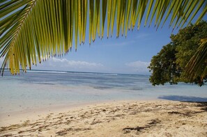 A beach with clear water, a sandy shore, and a palm tree.