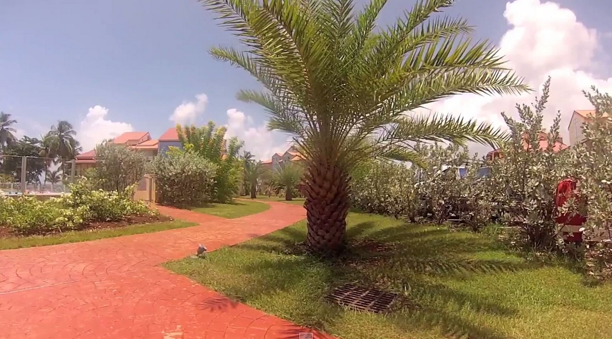 A pathway leading through a landscaped area with palm trees and various shrubs.