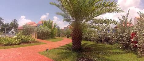A pathway leading through a landscaped area with palm trees and various shrubs.
