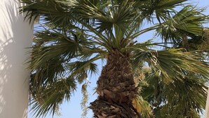Una palmera frente a un edificio con vista a un paisaje urbano y colinas al fondo.
