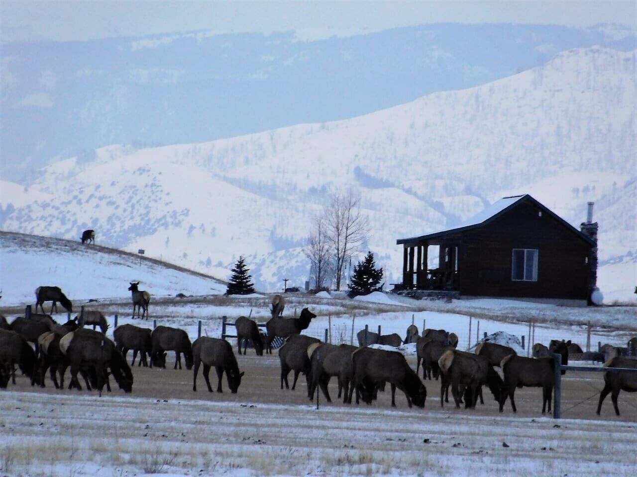 A herd of cattle grazing in a snowy field with a wooden cabin in the background.