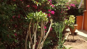 A garden with bougainvillea and aloe plants, a thatched-roof building, and a clear sky.