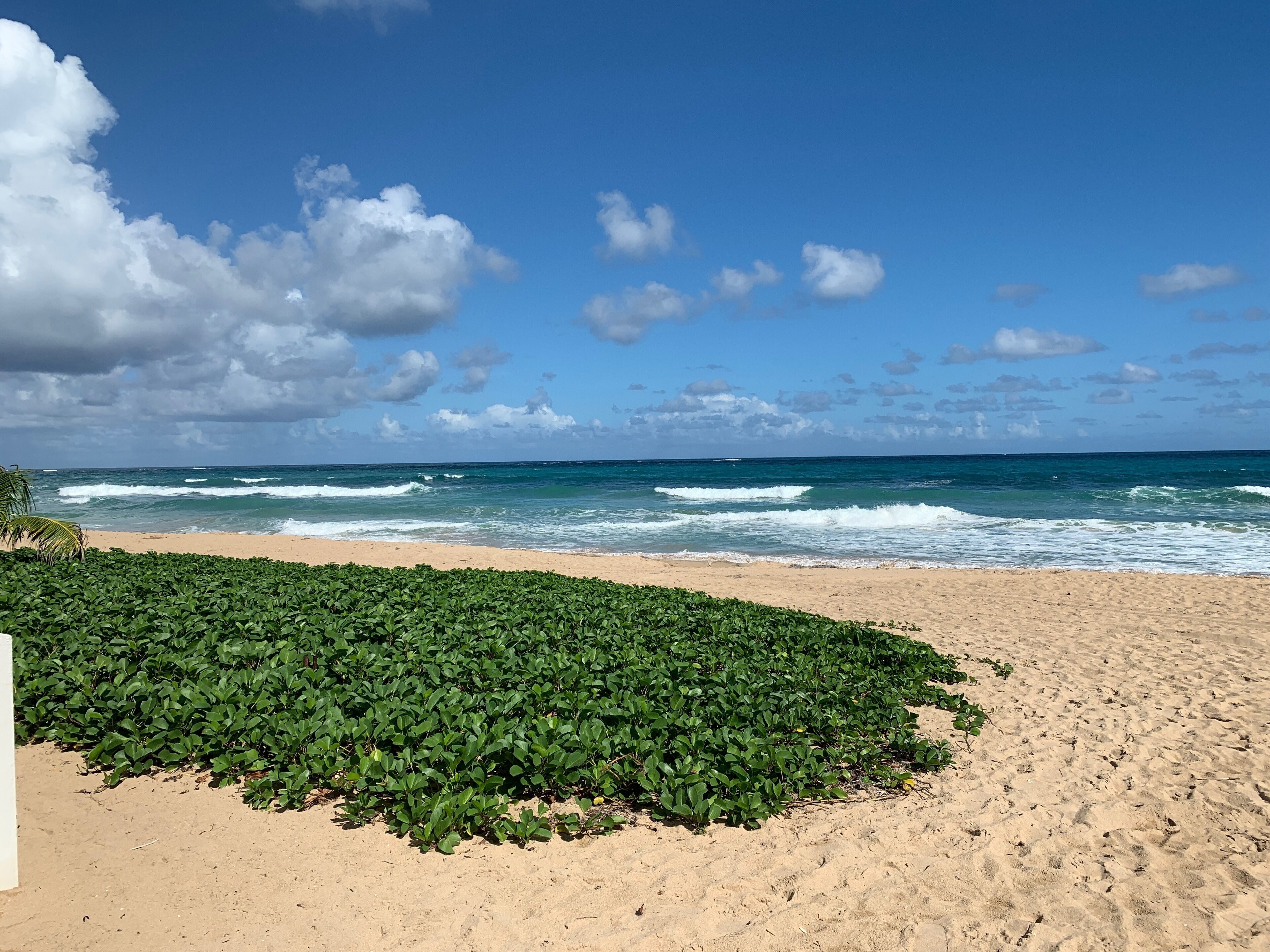 Una playa con vegetación verde en primer plano y un cielo azul despejado con nubes.