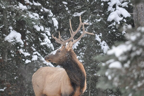 A large elk with prominent antlers standing in a snowy forest.