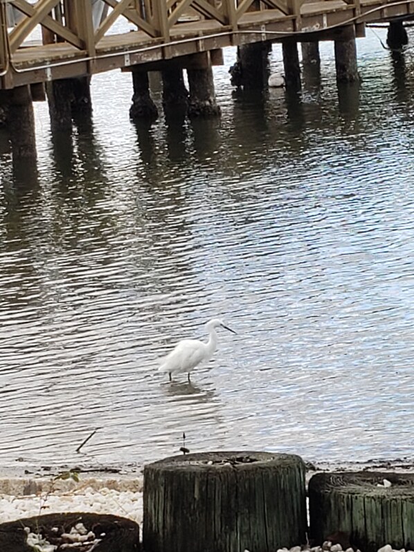 Un oiseau blanc se tient dans l’eau, près de poteaux en bois.