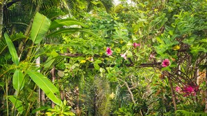 A stone pathway surrounded by lush tropical vegetation and flowering plants. - Cabarete - on Kite Beach - Luxury Beachfront Condo w Gardens, Pool & Internet   (caberate)
