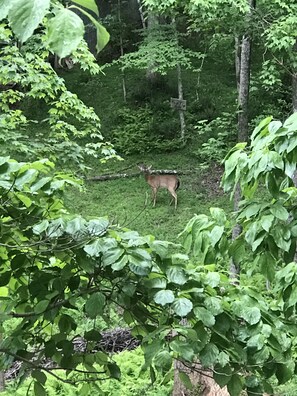 Property grounds - LAKEFRONT, MTN VIEW, HOT TUB, POOL TABLE, FIREPIT, PROJECTOR, DOGS OK, 3BD AVAIL (Blue Ridge)