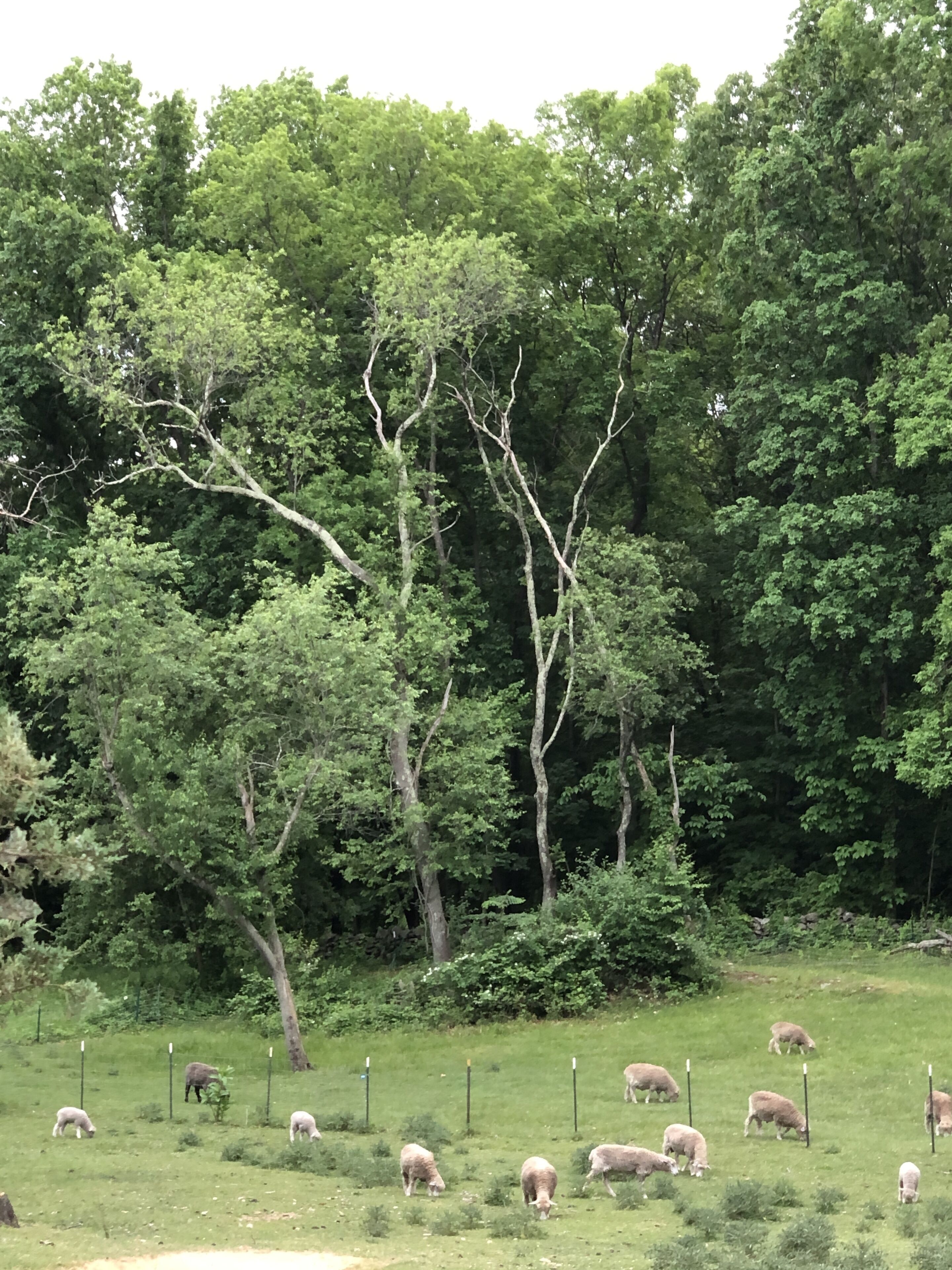 Un camp amb herba, una tanca i arbres al fons.