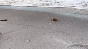 Een strand met een schildpad in het zand, een regenboog op de achtergrond en zeewier verspreid rondom.