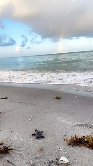 Una spiaggia nelle vicinanze, lettini da mare, teli da spiaggia
