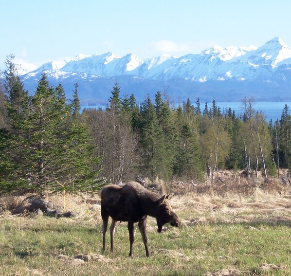 A moose in a grassy field with a backdrop of snow-capped mountains and a lake.