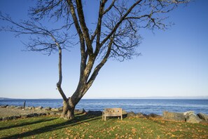 Un banco bajo un árbol grande junto a una costa rocosa con vista al mar.