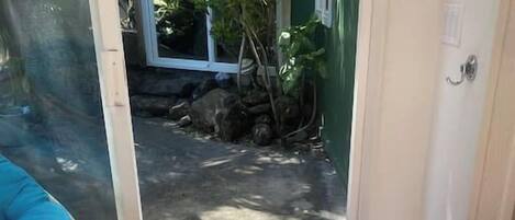 Habitación con puerta de vidrio corrediza que da a un espacio exterior, alfombra azul en el suelo y una silla azul.