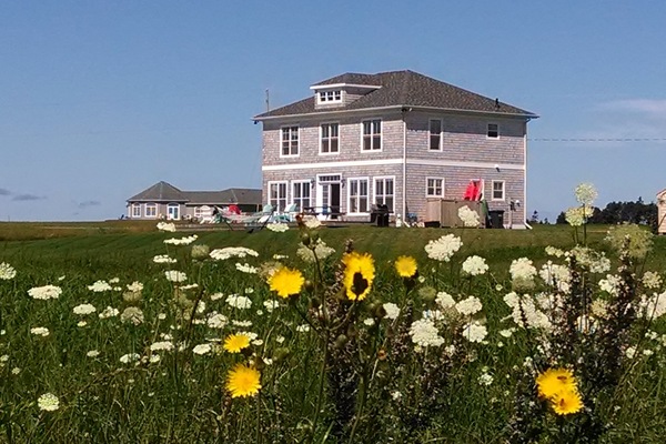 Stunning PEI wildflowers with view of our Beach House