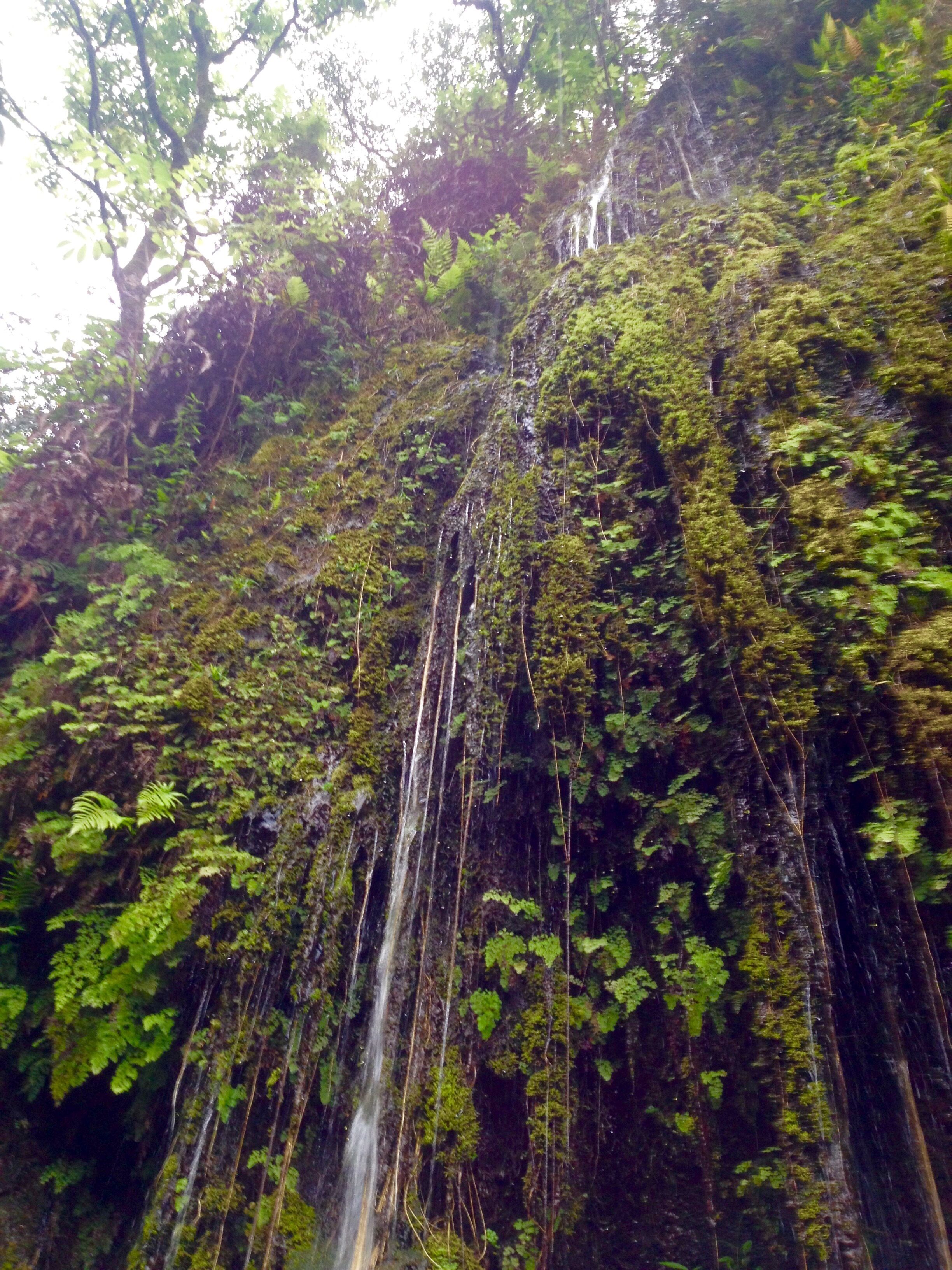 Ein Wasserfall stürzt über eine mit Moos bewachsene Klippe, umgeben von dichtem Grün.