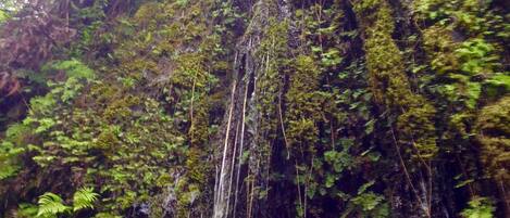 Ein Wasserfall stürzt über eine mit Moos bewachsene Klippe, umgeben von dichtem Grün.
