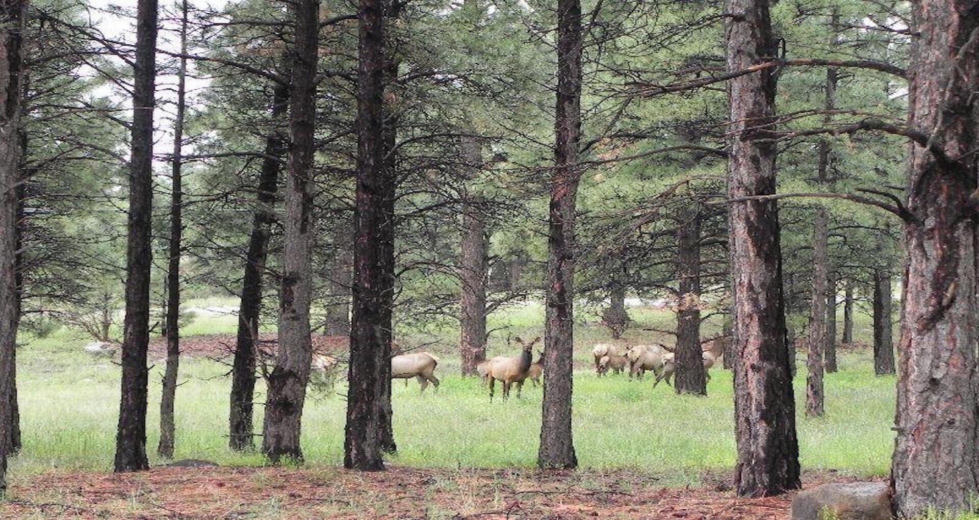 Un bosque con altos pinos y un grupo de alces pastando al fondo.