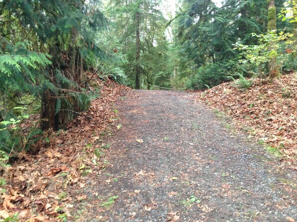 A forested path with dense trees and a gravel surface. - Hideaway at Cannery Point 'True Puget Sound Waterfront' (Shelton)