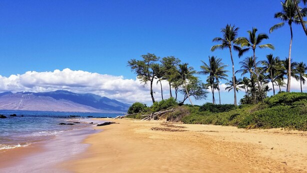 A beach with palm trees and a mountain in the background.