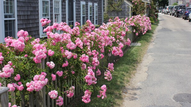 Een rij huizen met roze bloeiende struiken langs de stoep.