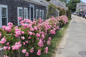 Une rangée de maisons bordée d’arbustes à fleurs roses le long du trottoir.