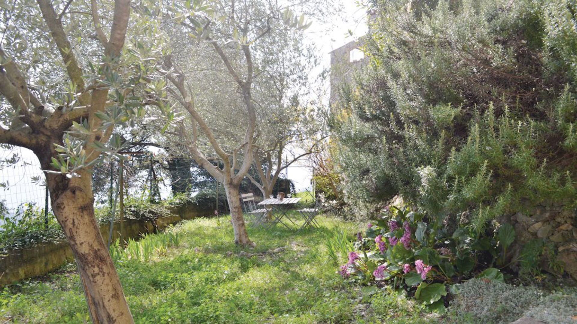 Garden with olive trees